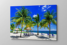 Obraz Palmová pláž 1904